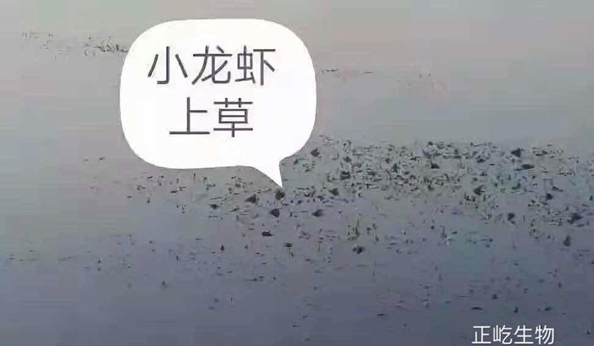 湖南正屹生物科技有限公司,湖南水污染治理公司,生態修復,土壤污染治理 湖南正屹生物科技有限公司,湖南水污染治理公司,生態修復,土壤污染治理